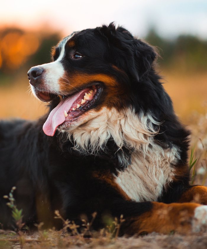 Un chien bouvier bernois couché dans un champ