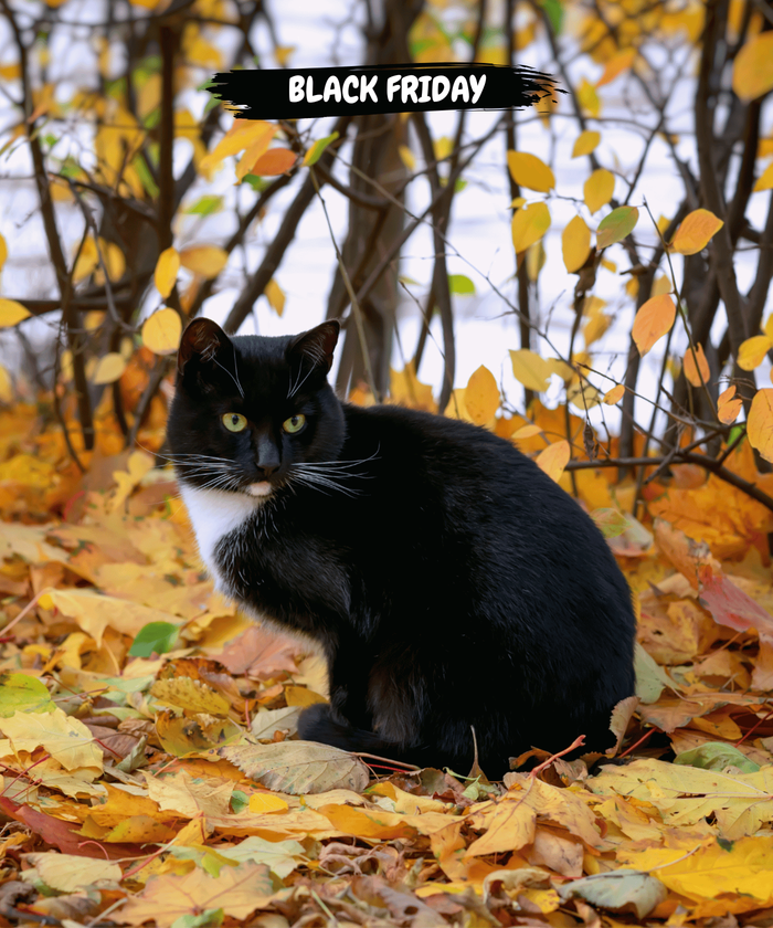Chat noir et blanc feuille jaune automne