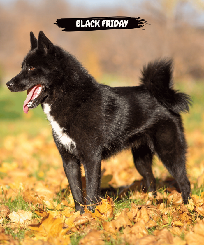 Chien debout feuilles automne