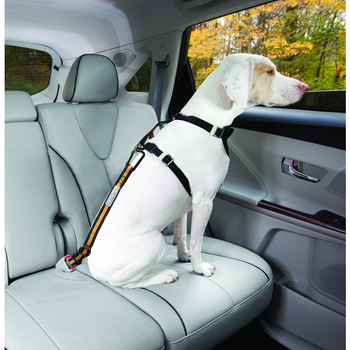 Visuel 1 du produit Kurgo Laisse ceinture de sécurité voiture Direct to Seatbelt orange