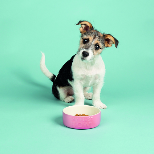 Visuel 3 du produit Gamelle Chien – Scruffs Ma première gamelle rose – Ø 13 x 5 cm