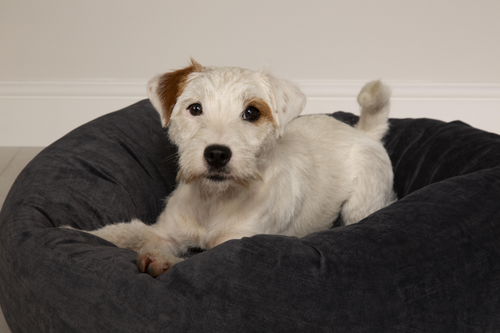 Visuel 5 du produit Couchage Chien - Scruffs Donut Oslo Taille XL Gris - Ø 75 cm