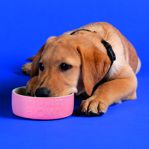 Visuel 2 du produit Gamelle Chien – Scruffs Ma première gamelle rose – Ø 13 x 5 cm