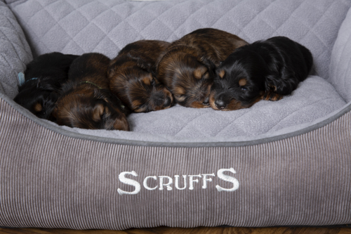 Visuel 6 du produit Couchage Chien - Scruffs Corbeille Thermal Taille S Gris - 50 x 40 cm