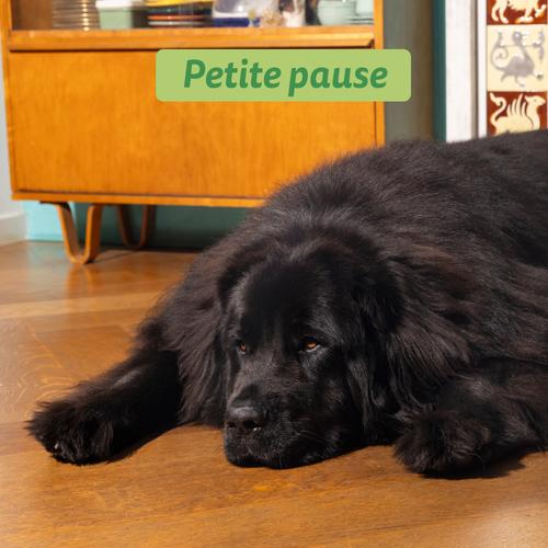 Visuel 5 du produit Edgard & Cooper Croquettes Chien Adulte Agneau Sans Céréales - 12 kg