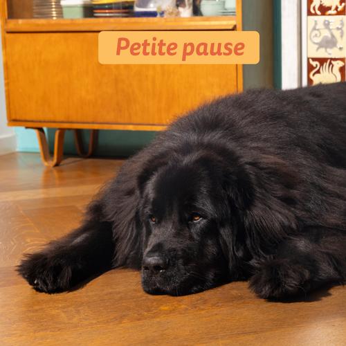 Visuel 5 du produit Edgard & Cooper Croquettes Chien Adulte Poulet Sans Céréales - 2,5 kg