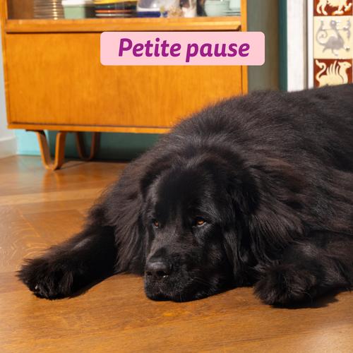 Visuel 5 du produit Edgard & Cooper Croquettes chiot Canard Poulet Sans Céréales - 7 kg