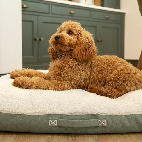 Visuel 4 du produit Scruffs Couchage Chien Coussin Eco Eden Vert - Taille M 80 x 60 cm