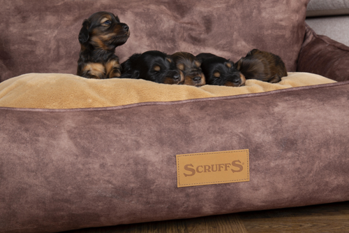 Visuel 7 du produit Couchage – Scruffs Corbeille Kensington marron – Taille M