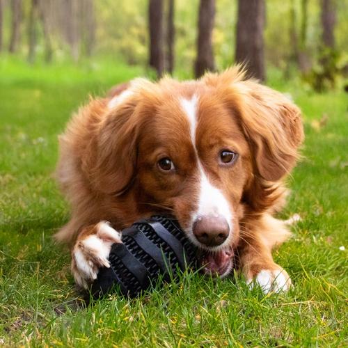 Visuel 3 du produit Bite Me Jouet Chien Distributeur De Friandises Caoutchouc Noir Rugby Nibble - Taille L 15 x 8,6 x 8,6 cm