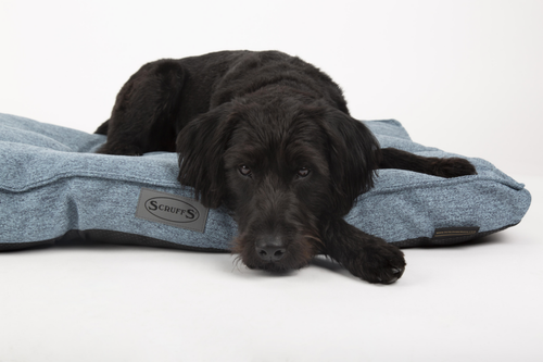 Visuel 5 du produit Couchage Chien – Scruffs Coussin Manhattan Bleu – Taille M