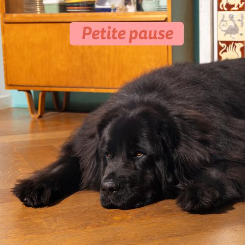 Visuel 5 du produit Edgard & Cooper Croquettes Chien Senior Poulet Saumon Sans Céréales - 2,5 kg