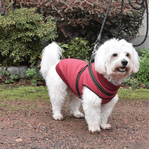 Visuel 3 du produit Textile Chien – Bobby Manteau Easy Noir – Taille 30S