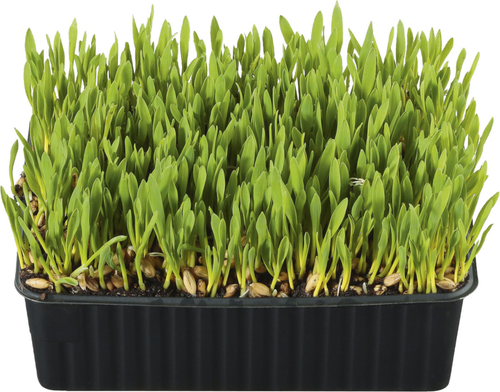 Visuel 1 du produit Soin - Herbe à Chat