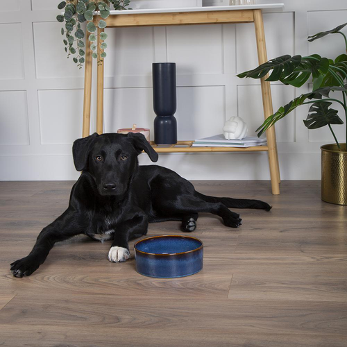 Visuel 3 du produit Scruffs Gamelle Chien Céramique Bleu nuit - 19 x19 x 8 cm