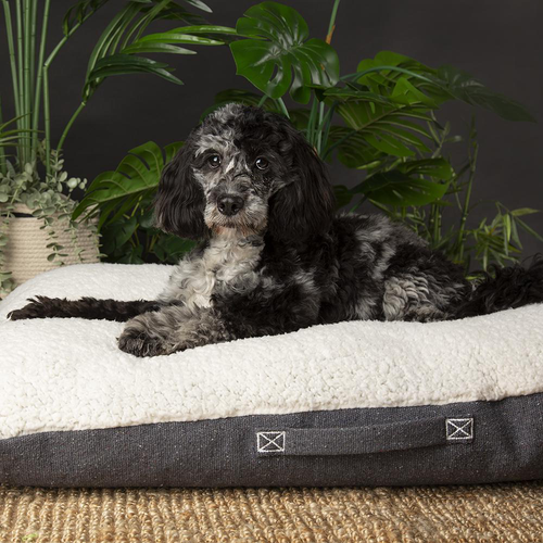 Visuel 5 du produit Scruffs Couchage Chien Coussin Eco Eden Gris - Taille M 80 x 60 cm