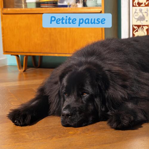 Visuel 5 du produit Edgard & Cooper Croquettes Chien Adulte Saumon Sans Céréales - 12 kg